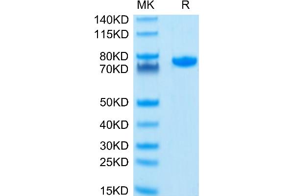 PVRL2 Protein (AA 32-360) (Fc Tag)