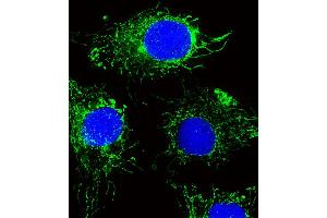 Fluorescent image of HepG2 cells stained with NDUFC2 Antibody .