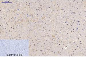 Immunohistochemical analysis of paraffin-embedded mouse brain tissue. (MAP2 抗体)