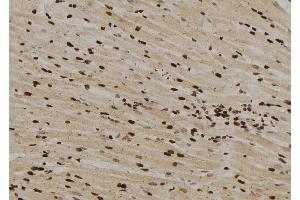 ABIN6276556 at 1/100 staining Rat heart tissue by IHC-P. (MAD1L1 抗体  (N-Term))