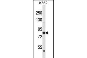 ABTB2 Antibody (C-term) (ABIN656457 and ABIN2845741) western blot analysis in K562 cell line lysates (35 μg/lane). (ABTB2 抗体  (C-Term))