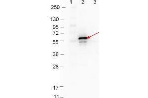 Western blot showing detection of 0. (YBX1 抗体)