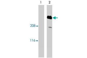 Western blotting total cellular protein from cultured rat aortic smooth muscle cells was preparedand analyze. (AKAP12 抗体)