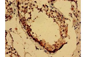 Immunohistochemistry analysis of human testis tissue using ABIN7158829 at dilution of 1:100 (Lysozyme-Like 2 抗体  (AA 63-194))