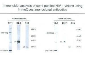 Image no. 1 for anti-HIV-1 Vif (N-Term) antibody (ABIN1042609) (HIV-1 Vif (N-Term) 抗体)