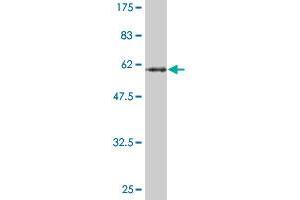 Western Blotting (WB) image for anti-Secreted phosphoprotein 1 (SPP1) (AA 1-300) antibody (ABIN520442)
