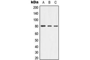 Western blot analysis of Alpha-adducin (pT445) expression in HEK293T (A), mouse brain (B), rat brain (C) whole cell lysates.