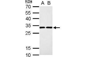 WB Image DCK antibody detects DCK protein by Western blot analysis. (DCK 抗体)