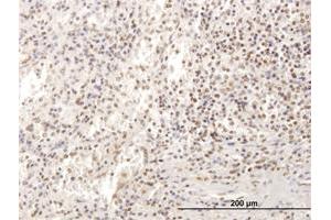 Immunoperoxidase of purified MaxPab antibody to SP100 on formalin-fixed paraffin-embedded human spleen. (SP100 抗体  (AA 1-480))
