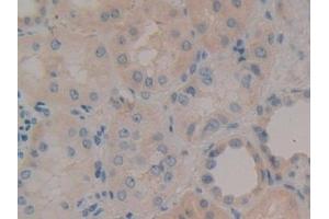 Detection of NID in Human Kidney Tissue using Polyclonal Antibody to Nidogen (NID) (Nidogen 抗体  (AA 971-1219))