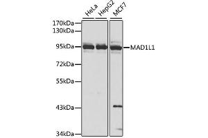 Western blot analysis of extracts of various cell lines, using MAD1L1 antibody. (MAD1L1 抗体)