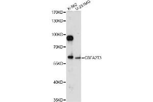 Western blot analysis of extracts of various cell lines, using CBFA2T3 antibody (ABIN6291283) at 1:1000 dilution. (CBFA2T3 抗体)