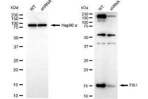 Western blotting analysis using FIS1 antibody (ABIN7798623).