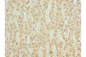 Immunohistochemistry of paraffin-embedded human adrenal gland tissue using ABIN7149279 at dilution of 1:100 (CYP4X1 抗体  (AA 35-300))