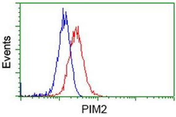 PIM2 Antikörper