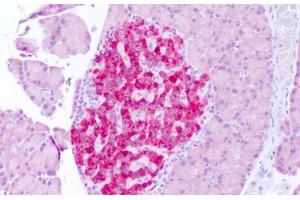 Anti-FGF21 antibody IHC staining of rat pancreas. (FGF21 抗体  (N-Term))