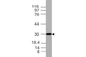 Image no. 1 for anti-Homeobox A9 (HOXA9) (AA 63-272) antibody (ABIN5027256) (HOXA9 抗体  (AA 63-272))