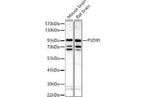 Western blot analysis of extracts of various cell lines, using PSD95 antibody (ABIN6134334, ABIN6139650, ABIN7101791 and ABIN7101792) at 1:500 dilution. (DLG4 抗体  (AA 1-100))