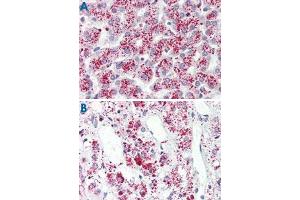 Immunohistochemistry (Formalin/PFA-fixed paraffin-embedded sections) of human liver (A) and human adrenal gland tissue (B) with FFAR3 polyclonal antibody . (FFAR3 抗体  (Internal Region))