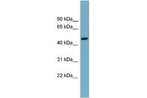 WB Suggested Anti-ATG4A Antibody Titration:  0. (ATG4A 抗体  (Middle Region))