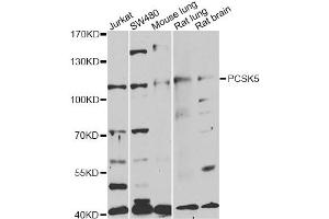 Western blot analysis of extracts of various cell lines, using PCSK5 antibody (ABIN1876638) at 1:1000 dilution. (PCSK5 抗体)