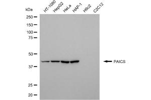 Western blotting analysis using PAICS antibody (ABIN7799833). (PAICS 抗体)