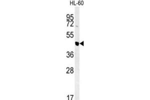 Western Blotting (WB) image for anti-Nuclear Autoantigenic Sperm Protein (Histone-Binding) (NASP) antibody (ABIN3002165) (NASP 抗体)