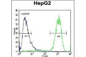 ATP5H Antibody (Center) (ABIN654144 and ABIN2844011) flow cytometric analysis of HepG2 cells (right histogram) compared to a negative control cell (left histogram). (ATP5H 抗体  (AA 68-97))