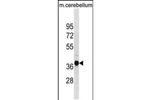 Western blot analysis in mouse cerebellum tissue lysates (35ug/lane). (UBLCP1 抗体  (AA 102-128))