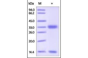 Cynomolgus / Rhesus macaque FcRn / FCGRT & B2M on SDS-PAGE under reducing (R) condition. (FcRn Protein (AA 24-297) (His tag,Strep Tag))
