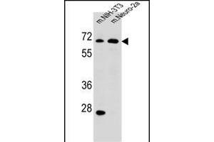 ME2 Antibody (C-term) (ABIN656541 and ABIN2845805) western blot analysis in mouse NIH-3T3,Neuro-2a cell line lysates (35 μg/lane). (NAD-ME 抗体  (C-Term))