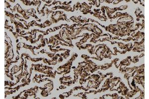 ABIN6273116 at 1/100 staining Human lung tissue by IHC-P. (FAM96B 抗体  (Internal Region))