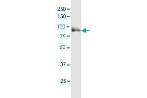 SOX6 MaxPab polyclonal antibody. (SOX6 抗体  (AA 1-828))