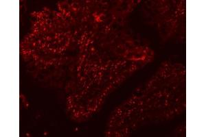 IF analysis of SF3A1 using anti-SF3A1 antibody (ABIN7600556). (SF3A1 抗体  (AA 20-556))