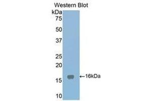 Western Blotting (WB) image for anti-Low Density Lipoprotein Receptor-Related Protein Associated Protein 1 (LRPAP1) (AA 241-358) antibody (ABIN1859712)