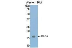 Western Blotting (WB) image for anti-Low Density Lipoprotein Receptor-Related Protein Associated Protein 1 (LRPAP1) (AA 241-358) antibody (ABIN1859712) (LRPAP1 抗体  (AA 241-358))
