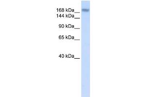 WB Suggested Anti-ADAR Antibody Titration:  0. (ADAR 抗体  (N-Term))