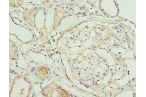 Immunohistochemistry of paraffin-embedded human kidney tissue using ABIN7161579 at dilution of 1:100 (NMNAT1 抗体  (AA 1-279))