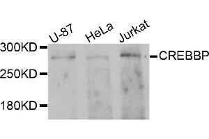 Western blot analysis of extracts of various cells, using CREBBP antibody. (CBP 抗体)