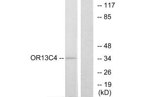 Western blot analysis of extracts from COS-7 cells, using OR13C4 antibody. (OR13C4 抗体  (Internal Region))