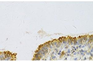 Immunohistochemistry of paraffin-embedded Rat lung using PA2G4 Polyclonal Antibody at dilution of 1:100 (40x lens). (PA2G4 抗体)