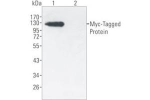 Western Blotting (WB) image for anti-Myc Tag antibody (Agarose Beads) (ABIN1105580) (Myc Tag 抗体  (Agarose Beads))