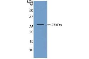 Detection of Recombinant MAOA, Mouse using Polyclonal Antibody to Monoamine Oxidase A (MAOA) (Monoamine Oxidase A 抗体  (AA 229-428))