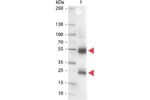 Image no. 1 for Rabbit anti-Pig IgG (Whole Molecule) antibody (Alkaline Phosphatase (AP)) (ABIN301262) (兔 anti-Pig IgG (Whole Molecule) Antibody (Alkaline Phosphatase (AP)))