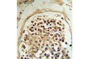 Formalin-fixed and paraffin-embedded human testis tissue reacted with MOB2 / HCCA2 Antibody (N-term) followed which was peroxidase-conjugated to the secondary antibody, followed by DAB staining. (MOB2 抗体  (N-Term))