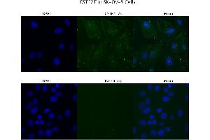 Immunofluorescence (IF) image for anti-Cleavage Stimulation Factor, 3' Pre-RNA, Subunit 2, 64kDa, tau Variant (CSTF2T) (C-Term) antibody (ABIN2779081)
