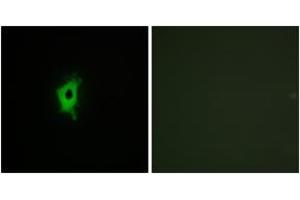 Immunofluorescence (IF) image for anti-Lectin, Galactoside-Binding, Soluble, 2 (LGALS2) (AA 31-80) antibody (ABIN2890007) (Galectin 2 抗体  (AA 31-80))