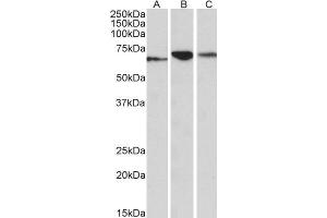 ABIN768548 (0. (PDIA2 抗体  (AA 477-481))