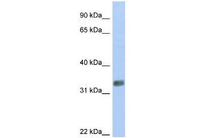 WB Suggested Anti-PURG Antibody Titration:  0. (PURG 抗体  (N-Term))
