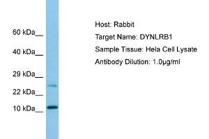 Western Blotting (WB) image for anti-Dynein, Light Chain, Roadblock Type 1 (DYNLRB1) (N-Term) antibody (ABIN2790179) (DYNLRB1 抗体  (N-Term))